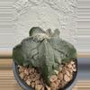 plant/Astrophytum Myriostigma Fukuryu-2-thumbnail