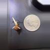 plant/CORM Regal Shield Albo/Pink-0-thumbnail