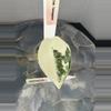 plant/RBR05 — Corm Grown Alocasia Frydek Variegated Pup-1-thumbnail