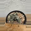 plant/Copiapoa Tennuissima cv Starry Night-3-thumbnail