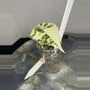 plant/RBR04 — Corm Grown Alocasia Frydek Variegated Pup-2-thumbnail