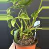 plant/Philodendron Bippen 'Splash Gordon'-2-thumbnail