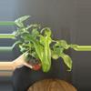 plant/Philodendron Bippen 'Splash Gordon'-1-thumbnail
