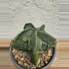 plant/Astrophytum Myriostigma Fukuryu-2-thumbnail