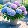 plant/free shipping 2-0-thumbnail