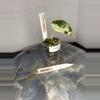 plant/RBR01 Corm Grown Alocasia Frydek Variegated Pup-1-thumbnail