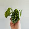 plant/Maranta Lemon Lime (Prayer Plant) (2)-0-thumbnail