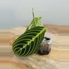 plant/Maranta Lemon Lime (Prayer Plant) (1)-2-thumbnail