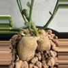 plant/Euphorbia Neorubella-1-thumbnail