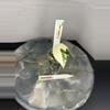 plant/RBR05 — Corm Grown Alocasia Frydek Variegated Pup-0-thumbnail
