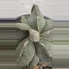 plant/Astrophytum Myriostigma Fukuryu-4-thumbnail