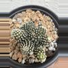 plant/Copiapoa Tennuissima cv Starry Night-0-thumbnail