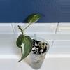 plant/Philodendron Micans Variegated 'Velvet Halo'-0-thumbnail