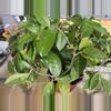 plant/Hoya cuttings variety 10-pack-4-thumbnail