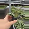 plant/Hoya sigillatis silver starter plant growers choice-4-thumbnail