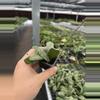plant/Hoya sigillatis silver starter plant growers choice-5-thumbnail