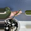 plant/Philodendron Micans Variegated 'Velvet Halo'-1-thumbnail