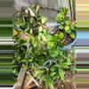 plant/Hoya cuttings variety 10-pack-5-thumbnail
