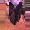 plant/anthurium WFN x Bess X RLFS-3-thumbnail