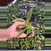 plant/Variegated philodendron subhastatum starter plant growers choice-2-thumbnail