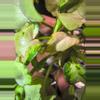 plant/Mutated granny panties syngonium-5-thumbnail