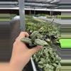 plant/Hoya sigillatis silver starter plant growers choice-6-thumbnail