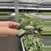 plant/Hoya sigillatis silver starter plant growers choice-1-thumbnail