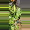 plant/Hoya cuttings variety 10-pack-2-thumbnail