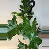 plant/Philodendron Revolution HB-0-thumbnail