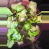 plant/Mutated granny panties syngonium-6-thumbnail
