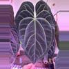 plant/anthurium WFN x Bess X RLFS-0-thumbnail