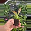plant/Variegated philodendron subhastatum starter plant growers choice-4-thumbnail