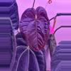 plant/anthurium WFN x Bess X RLFS-1-thumbnail