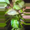 plant/Mutated granny panties syngonium-4-thumbnail