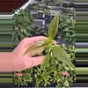 plant/Variegated philodendron subhastatum starter plant growers choice-1-thumbnail