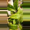 plant/Hoya cuttings variety 10-pack-3-thumbnail