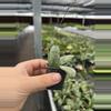 plant/Hoya sigillatis silver starter plant growers choice-2-thumbnail