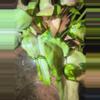 plant/Mutated granny panties syngonium-0-thumbnail