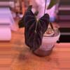 plant/anthurium WFN x Bess X RLFS-2-thumbnail