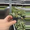 plant/Hoya sigillatis silver starter plant growers choice-3-thumbnail
