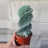 plant/Spiral Cactus (Cereus Forbesii 'Spiralis') 4" pot-0-thumbnail