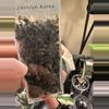 plant/Alocasia Jacklyn Aurea PUP-5-thumbnail