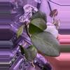plant/Hoya Obscura Silver rooted top cut-1-thumbnail