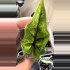 plant/Alocasia Jacklyn Aurea PUP-1-thumbnail