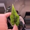 plant/Alocasia Jacklyn Aurea PUP-3-thumbnail