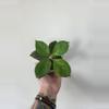 plant/Hoya UH03-20-0-thumbnail