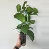 plant/Hoya Finlaysonii Trang x seedling-1-thumbnail