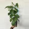 plant/Hoya Finlaysonii Trang x seedling-0-thumbnail