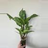 plant/Aglaonema Manila's Pride (reverted)-0-thumbnail