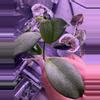 plant/Hoya Obscura Silver rooted top cut-0-thumbnail